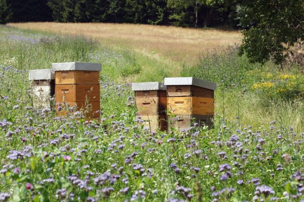 Beehives In The Meadow